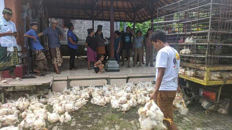 Desa Pulukan Bagikan Bibit Ayam Pedaging sebagai Bagian dari Program Ketahanan Pangan 2024